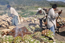 Mezcal015