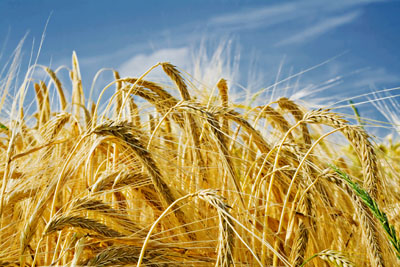 Barley ears ground view